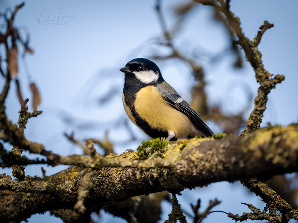 Great Tit - Kohlmeise