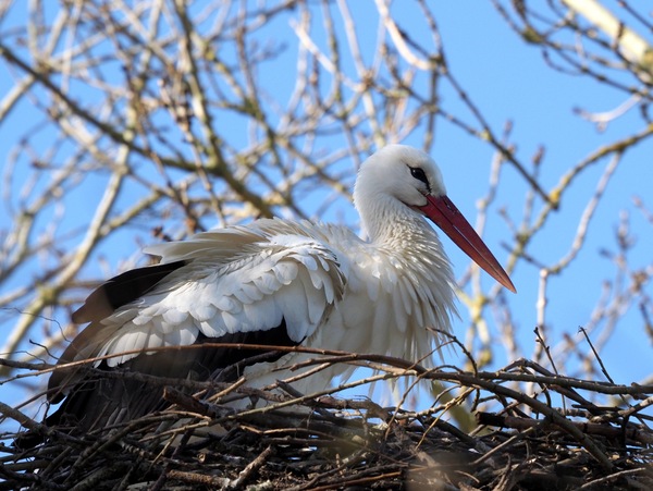 Storch .JPG