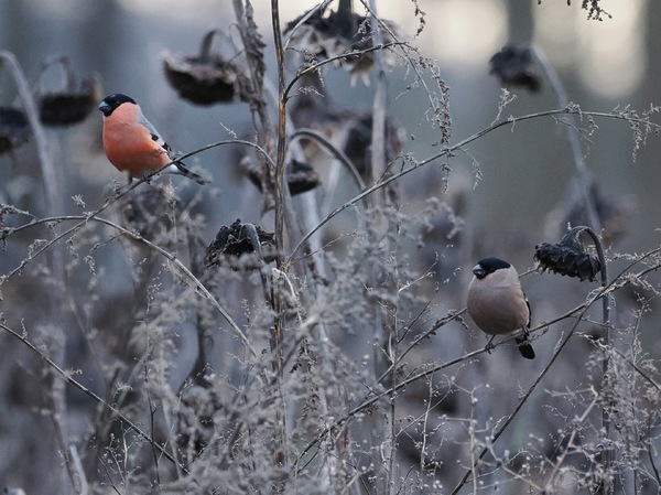 Herr und Frau Gimpel