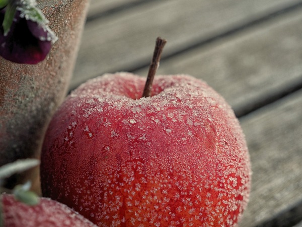 Winterapfel