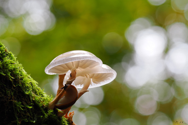 Fungi10
