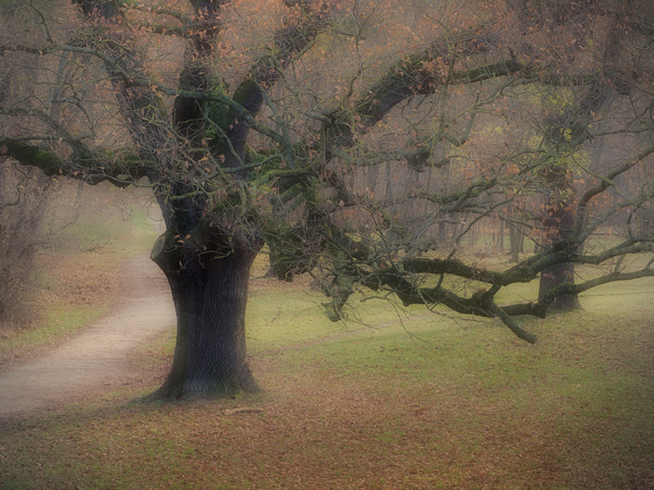 Baum