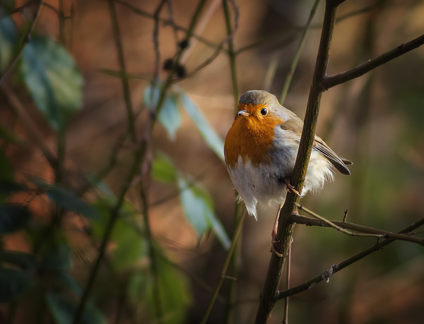 Rotkehlchen im Wald (Dezember)