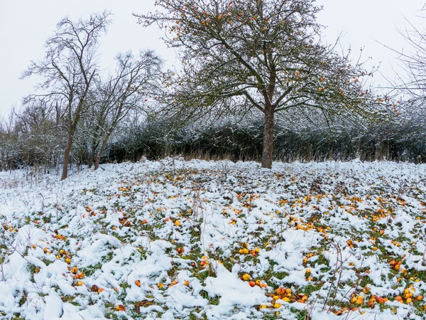 Winteräpfel