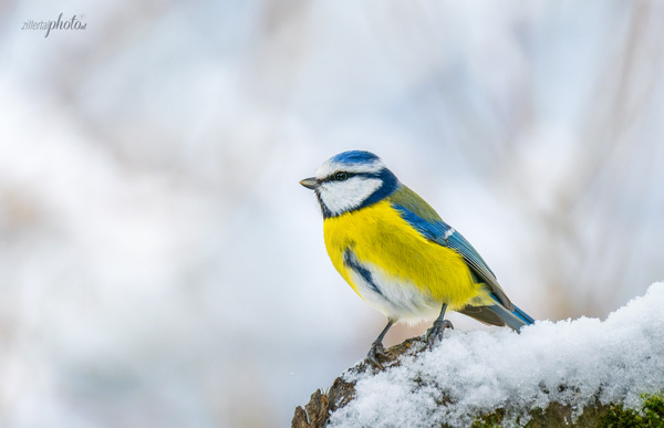 Blaue von gestern