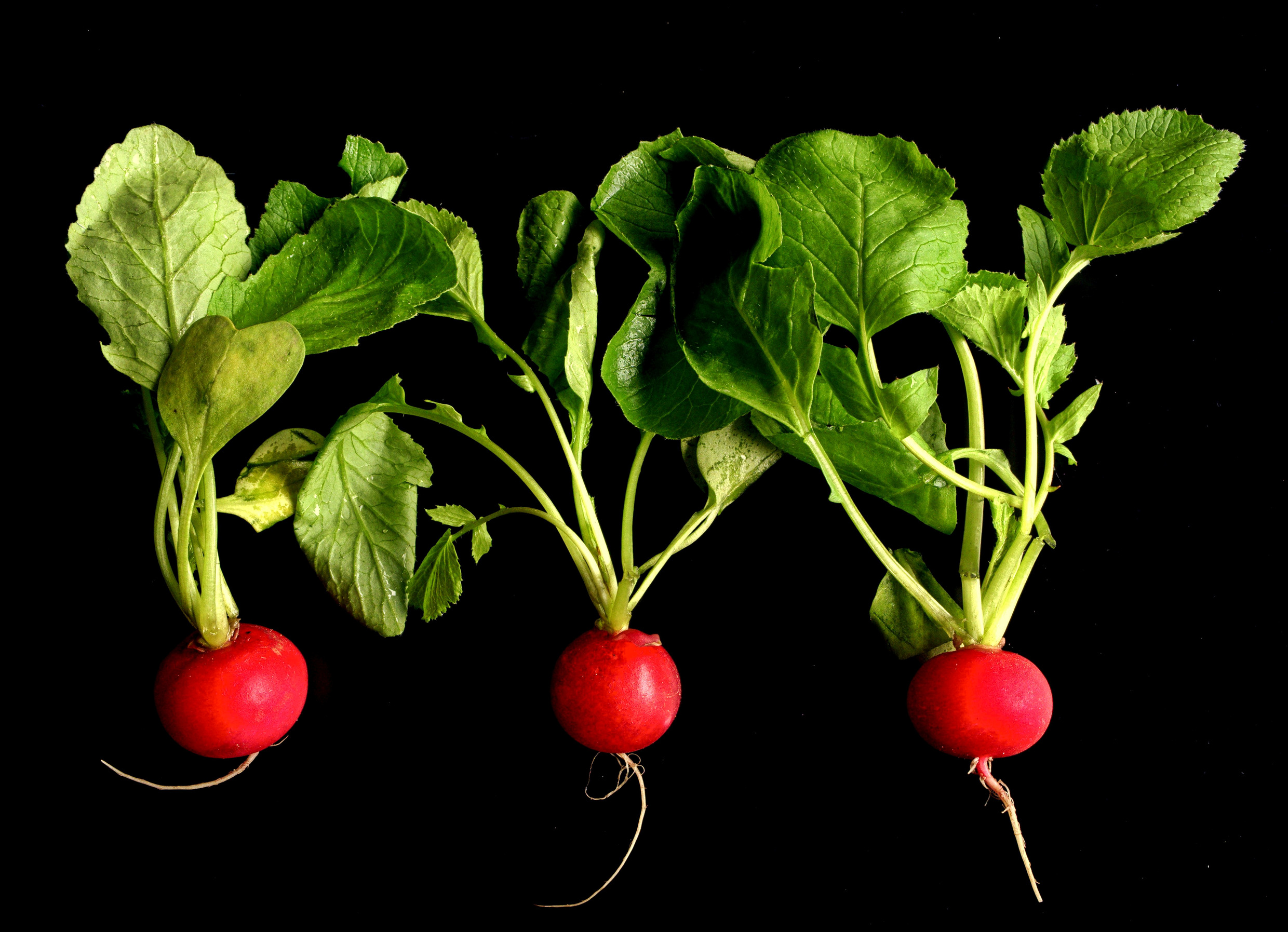 Radieschen - Freestyle - Olympus Fotoforum | Die OM-System Community