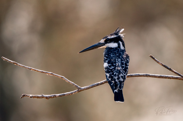 Pied Kingfisher