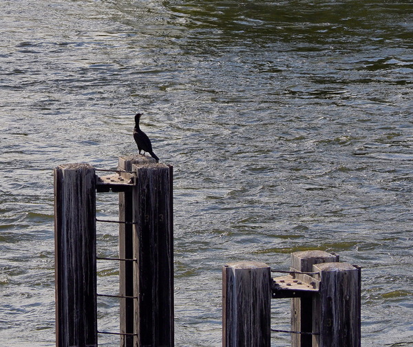 Kormoran 3.jpg