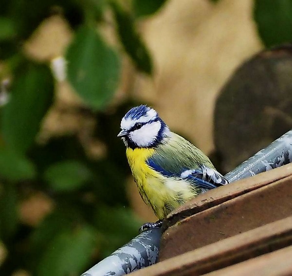 Blaumeise 1.jpg
