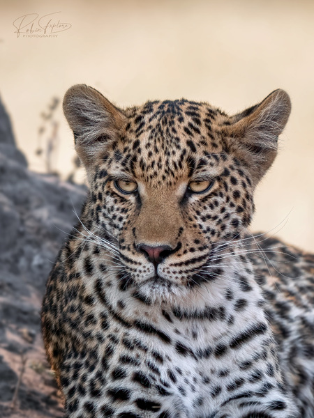 Leopard Portrait