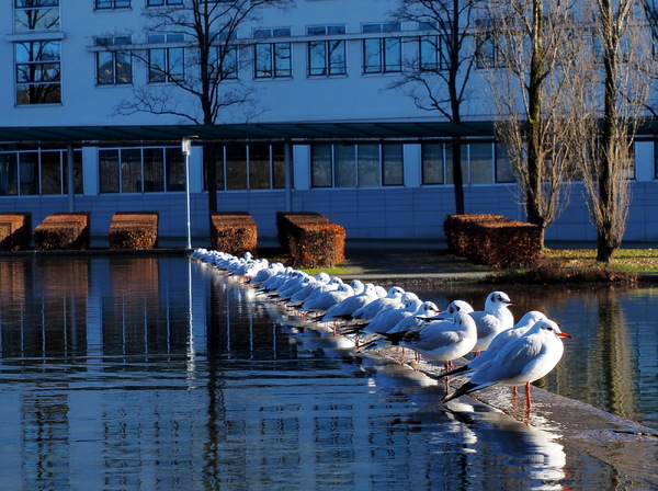 Bordsteinschwalben