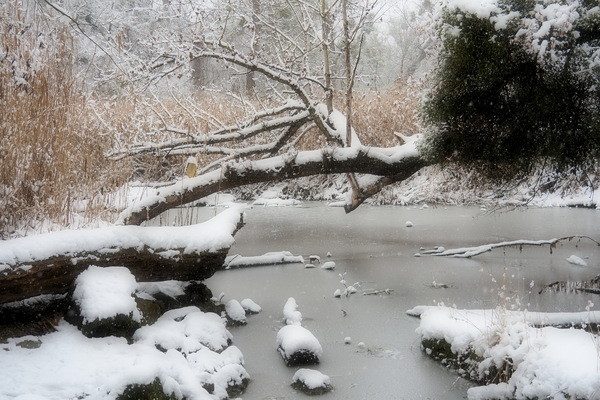 Am Weiher