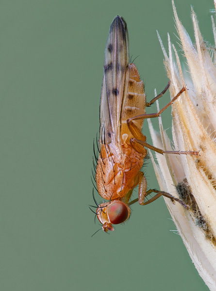 Dungfliege - Scathophagidae