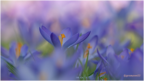 krokusblüten II .jpg