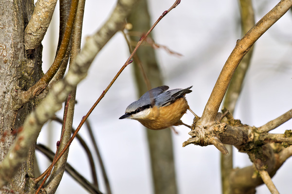 Kleiber - Nuthatch - Sitta europaea - 15.jpg