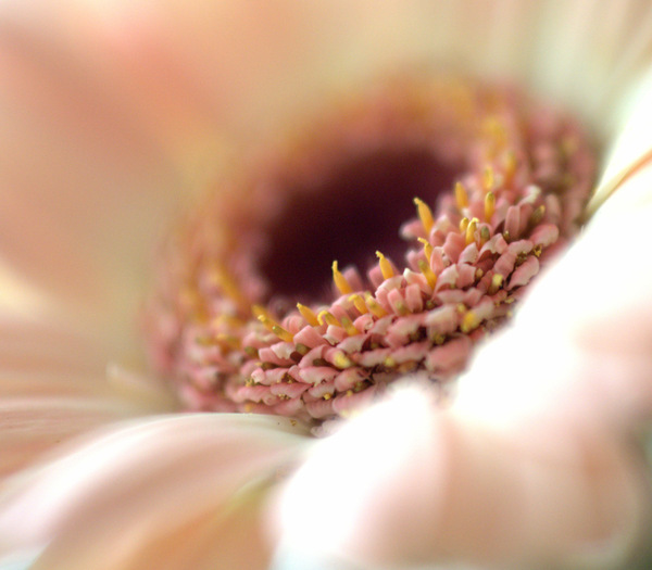 Gerbera