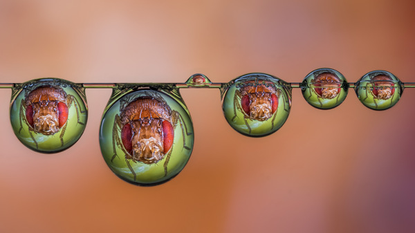 Eine Fruchtfliege kommt selten allein