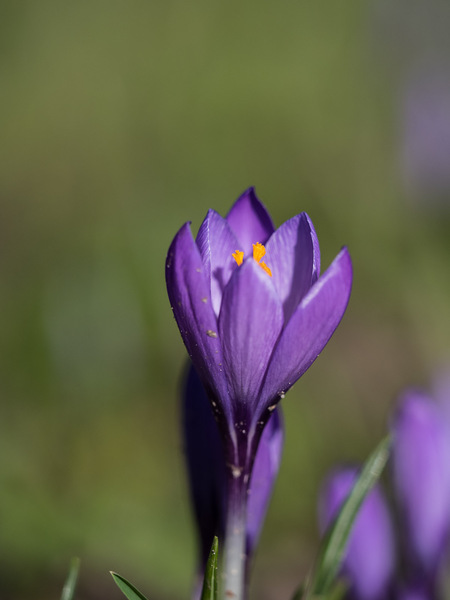 Krokusblüte
