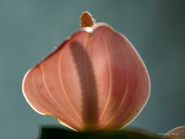23-02-14_Blüte