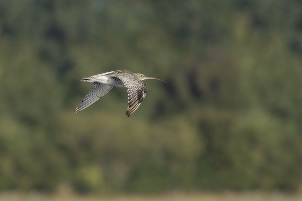 Grosser Brachvogel - Eurasian Curlew - Numenius arquata - 5.jpg