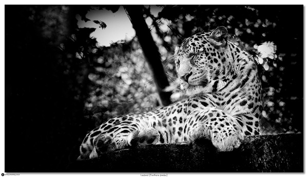 PA026800 Leopard (Panthera pardus)s:w