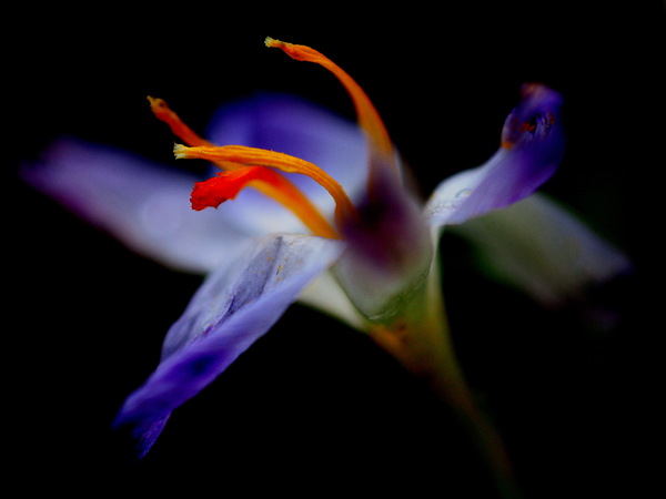 Krokus