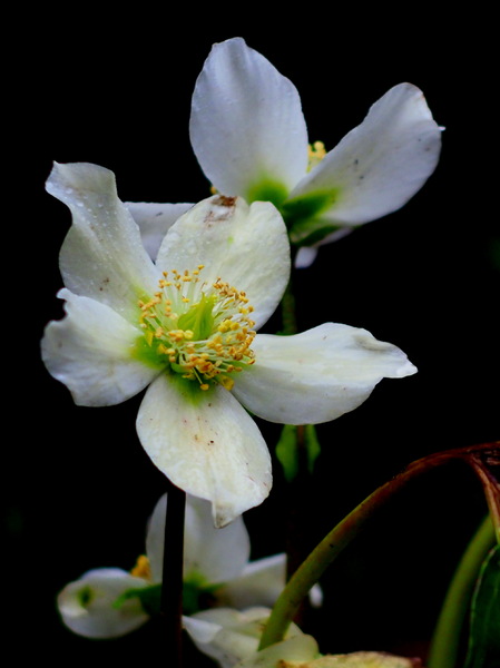 Christrose