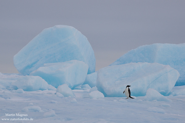 Adeliepinguin