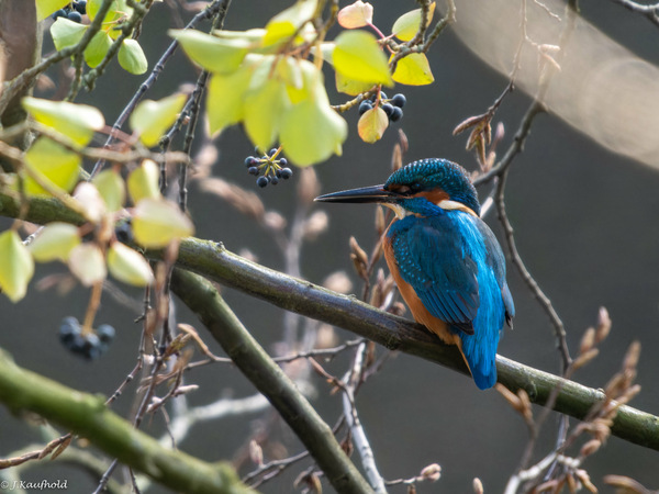 Eisvogel (Schlossgraben)