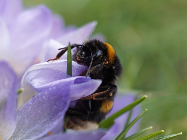 Erhummel Königin...