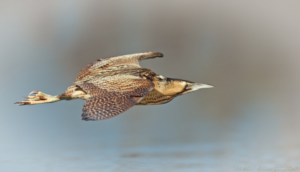 Rohrdommel-Flug / BIF - mFT