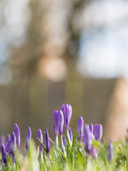 Krokusse vor dem Schloß