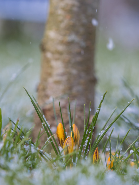 Krokusse im Schnee
