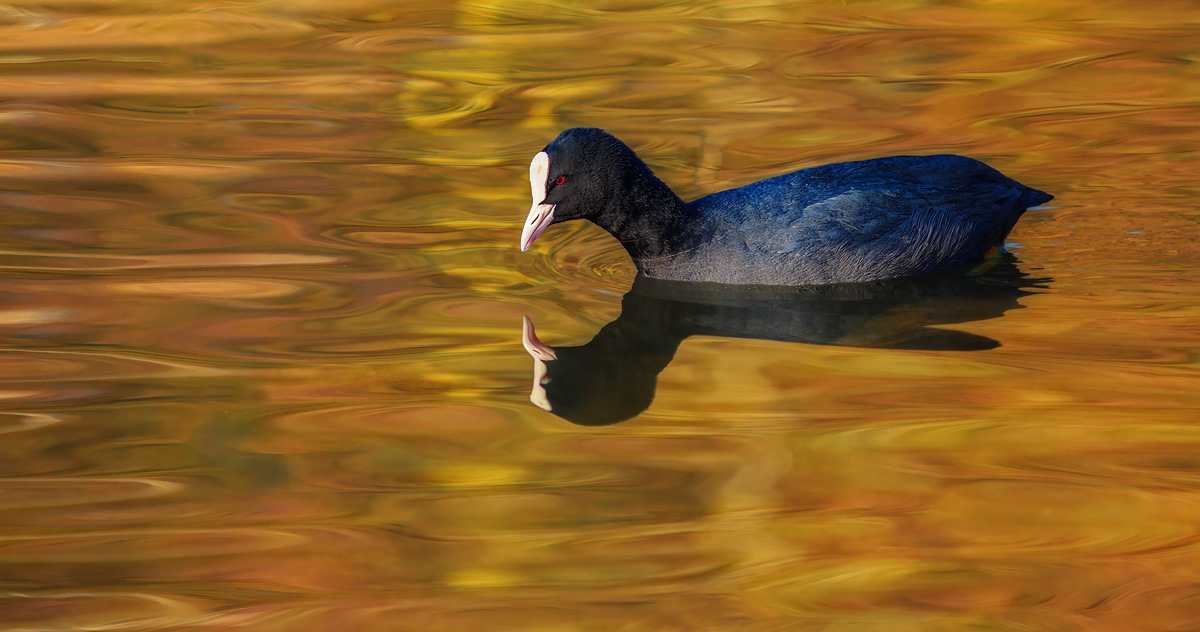 Ein Blässhuhn auf einer winterlichen Spiegelung Ein Blässhuhn auf einer winterlichen Spiegelung