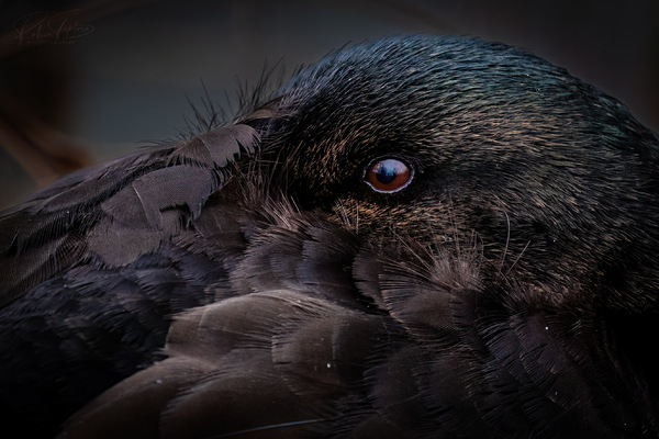 Darkwing Duck