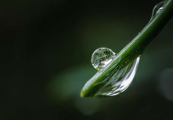 Tannennadel im Regen