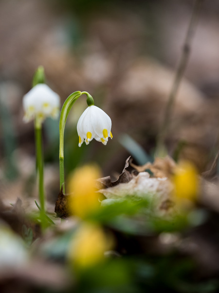 Märzenbecher und Winterlinge