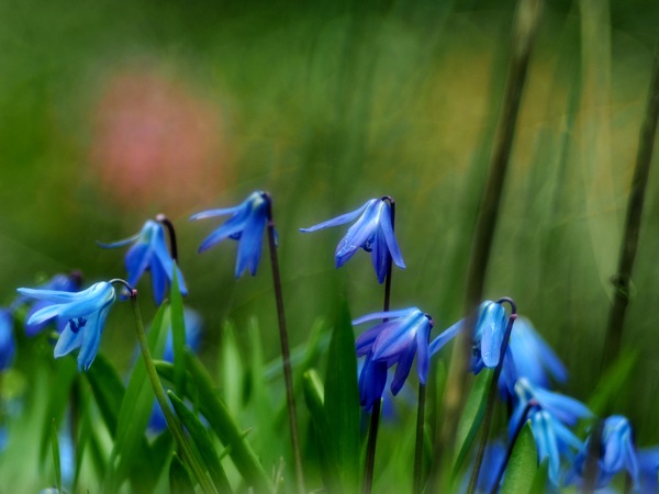 Blaustern