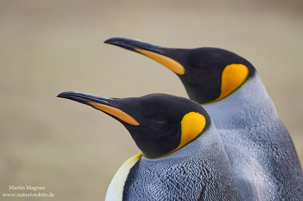 Königspinguine