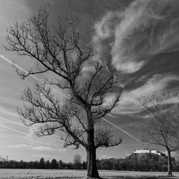 WT-10 Föhnwolken-Baum