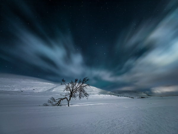 Arctic Tree