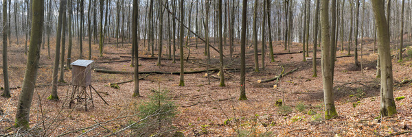 Kahlschlag in Raten