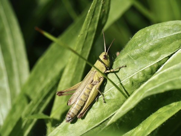 Feldheuschrecke