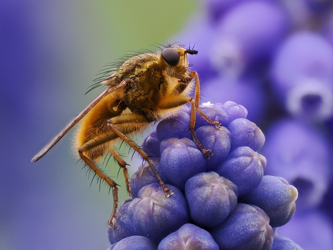 P4192208_B,R5,S2_BKT-2_Original ratio_2480x1862_U_100.jpg