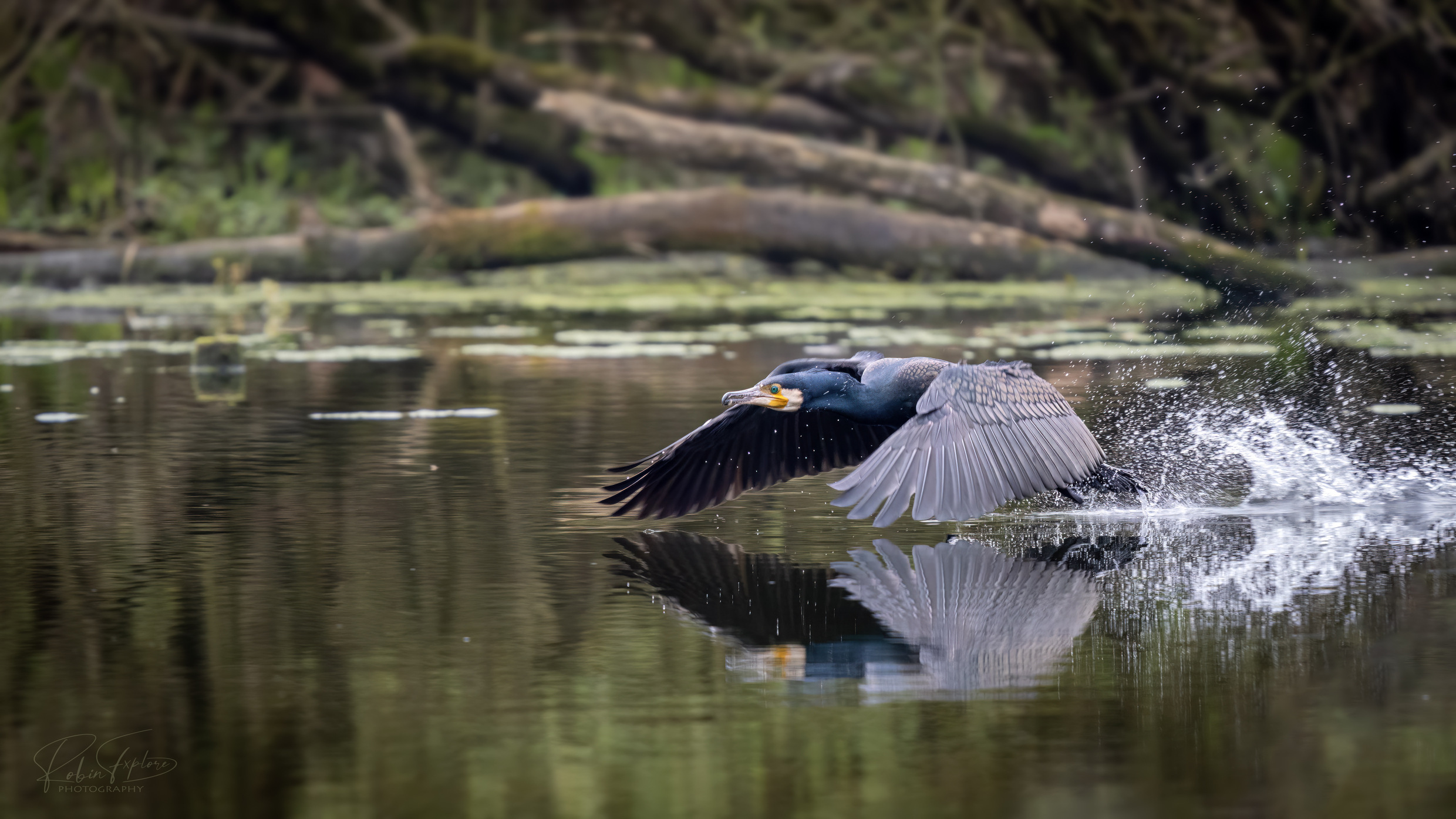 large.Cormorant-Kormoran.jpg.fe5feb329b3