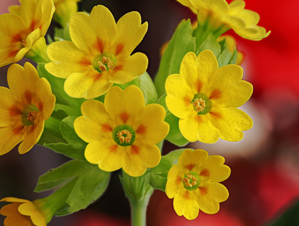 primula veris.jpg