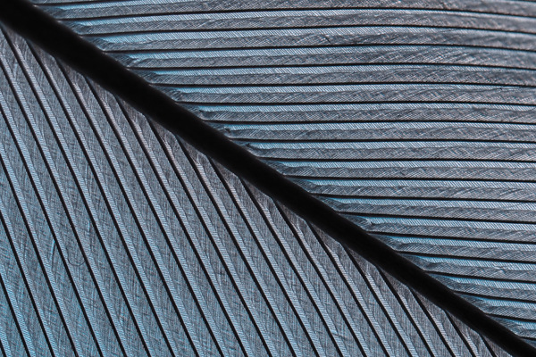 WT-16 - Detail einer Taubenfeder