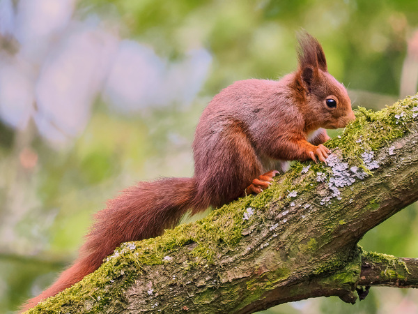 Eichhörnchen