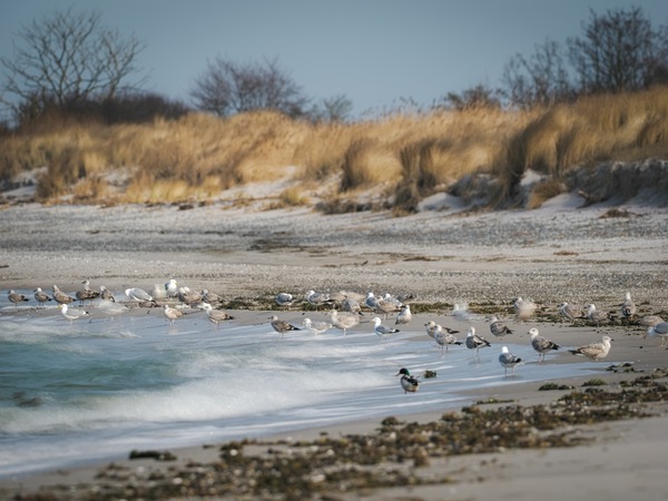 Ostseestrand