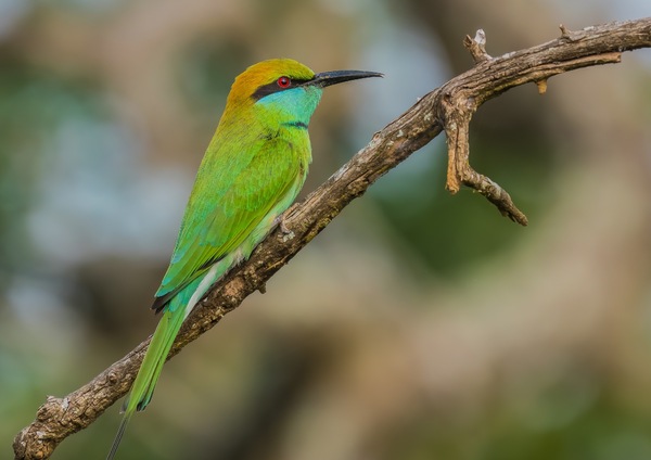 Smaragdspint - Asien - or  Little Green bee-eater